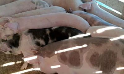 Porcul de la țărani, prea ieftin pentru producători, prea scump pentru clienți. „Își ia două kile de carne și a venit Crăciunul”