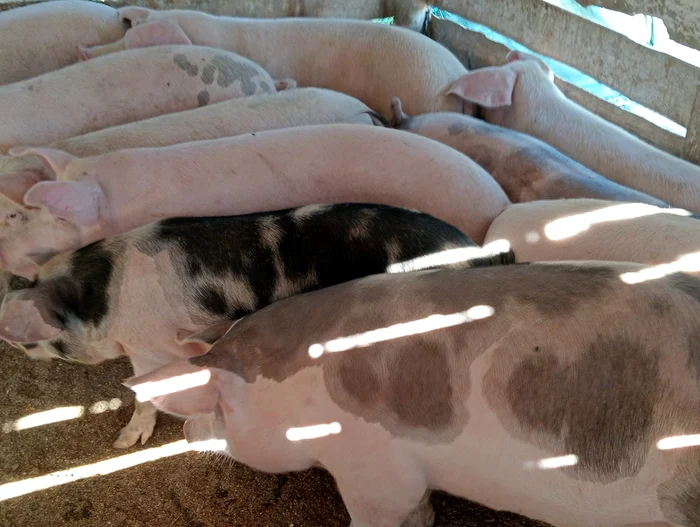 Porcul de la țărani, prea ieftin pentru producători, prea scump pentru clienți. „Își ia două kile de carne și a venit Crăciunul”