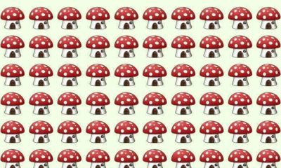 Test de inteligență | Una dintre aceste 100 de ciuperci este diferită de celelalte. Găsiți-o în maximum 7 secunde!