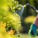 ​Prospect Codamin: Cum îl folosești pentru biostimularea plantelor?