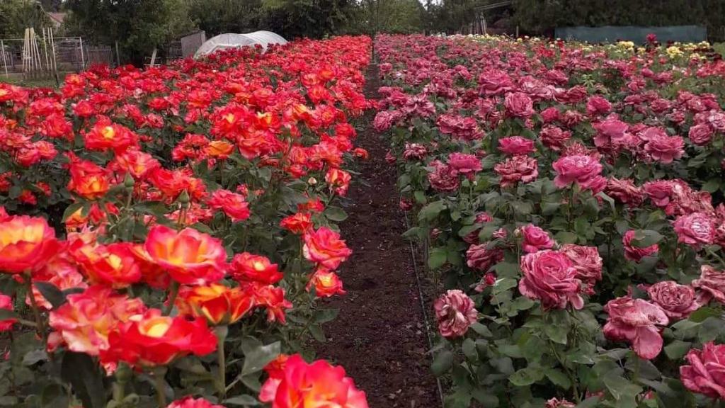 Cum să creezi o grădină de trandafiri spectaculoasă