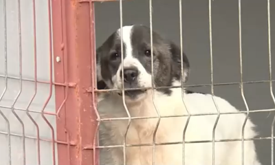 Autoritățile atrag atenția! Și ANIMALELE fără stăpân suferă de frig. Cum putem ajuta câinii din adăposturi, care îndură temperaturile scăzute