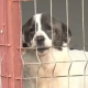 Autoritățile atrag atenția! Și ANIMALELE fără stăpân suferă de frig. Cum putem ajuta câinii din adăposturi, care îndură temperaturile scăzute