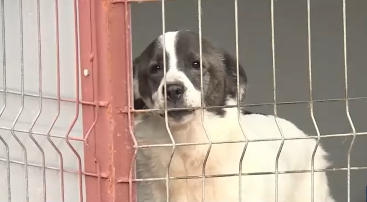 Autoritățile atrag atenția! Și ANIMALELE fără stăpân suferă de frig. Cum putem ajuta câinii din adăposturi, care îndură temperaturile scăzute