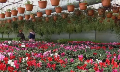 Cât vor COSTA florile, de Ziua Îndrăgostiților. Varianta mai ieftină și mai de durată pentru florile clasice o reprezintă plantele exotice