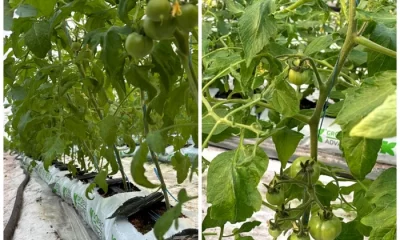 Cu cât umflă gerul costurile legumicultorilor. „Arde focul non-stop”. Roșiile din solariile românești, pe piață de luna viitoare