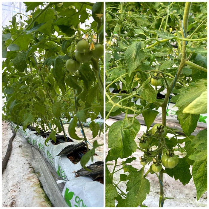 Cu cât umflă gerul costurile legumicultorilor. „Arde focul non-stop”. Roșiile din solariile românești, pe piață de luna viitoare