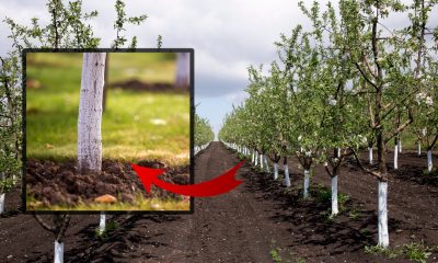 Cu ce să stropești pomii din livadă, în februarie, pentru a fi roditori primăvara. Regula de aur pe care să o respecți înainte de aplicarea soluțiilor