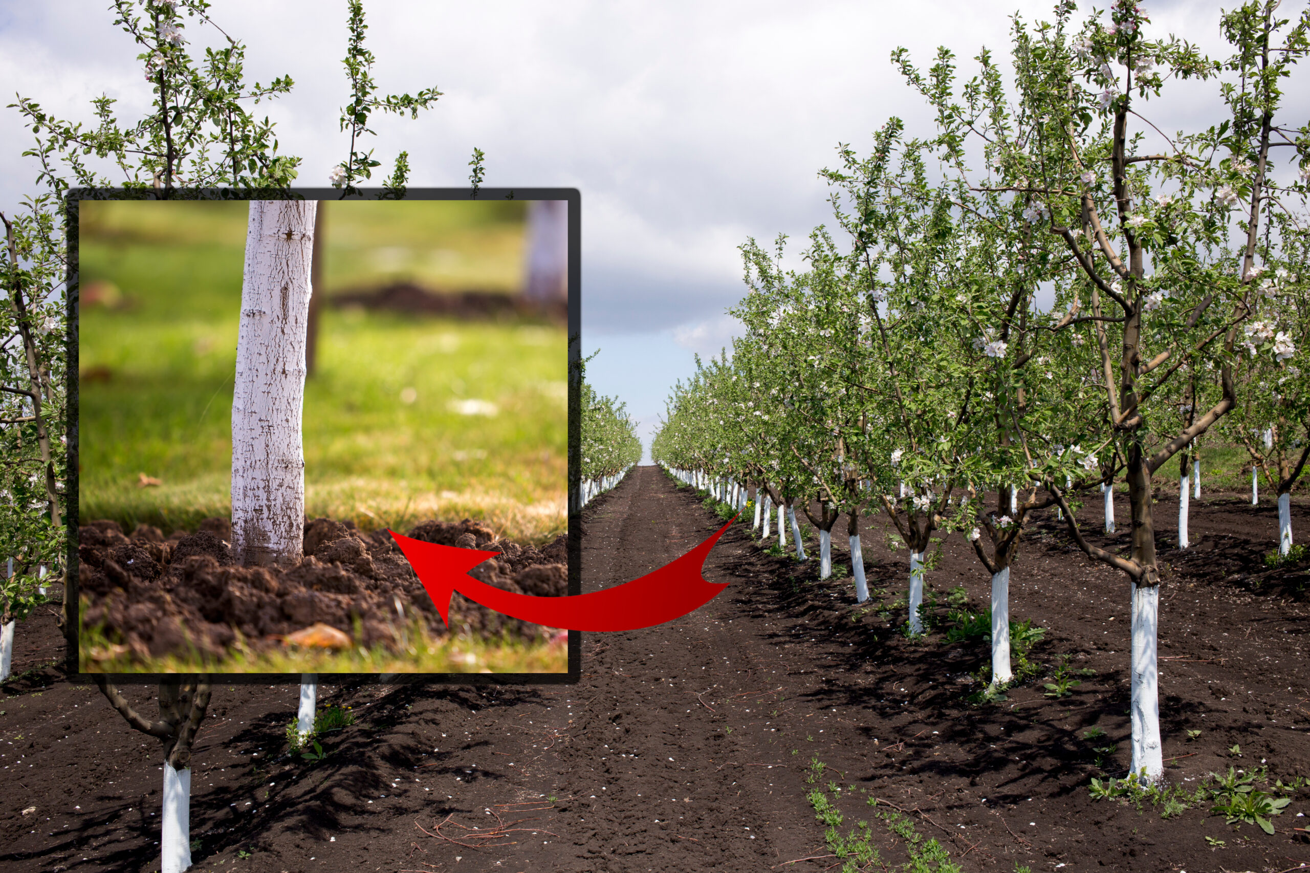 Cu ce să stropești pomii din livadă, în februarie, pentru a fi roditori primăvara. Regula de aur pe care să o respecți înainte de aplicarea soluțiilor