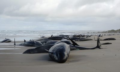 Tragedie ecologică în Australia. Peste 150 de balene eşuate pe o plajă izolată din Tasmania