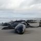 Tragedie ecologică în Australia. Peste 150 de balene eşuate pe o plajă izolată din Tasmania