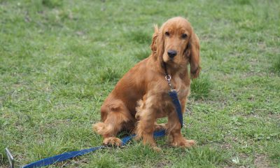 URBANDOG GRAND PRIX – EDIȚIA 1: Un eveniment canin de excepție la Neptun!