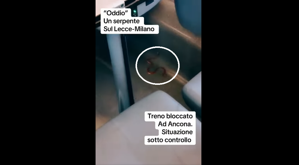 A fost panică într-un tren din Italia, după ce într-unul dintre vagoane a fost descoperit un șarpe