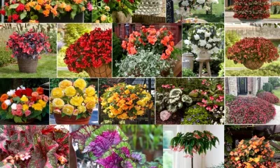 Cum să îți transformi balconul în paradisul primăverii: Plantele rezistente și colorate care nu necesită mult efort