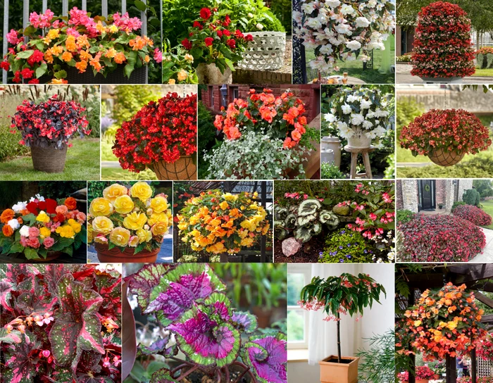 Cum să îți transformi balconul în paradisul primăverii: Plantele rezistente și colorate care nu necesită mult efort