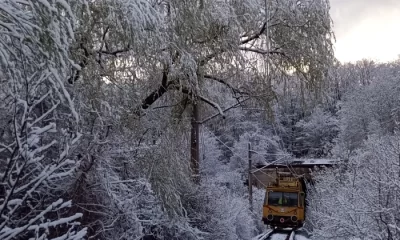 Circulația feroviară, blocată în mai multe zone de copacii care s-au rupt peste liniile electrice