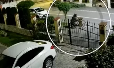 Salvamontistul atacat de urs în Predeal, în stare critică la spital