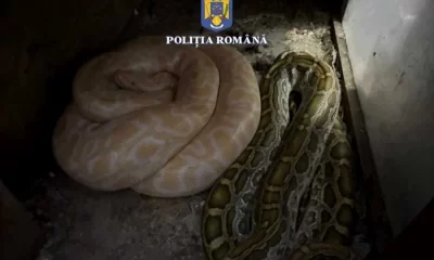 Un bărbat din Olt ținea în casă ilegal şerpi, pe care-i hrănea cu animale vii. Ce au mai găsit polițiștii