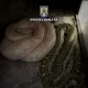 Un bărbat din Olt ținea în casă ilegal şerpi, pe care-i hrănea cu animale vii. Ce au mai găsit polițiștii