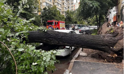 Copacii din București cad secerați la fiecare furtună de sezon. Mașinile nu sunt în siguranță în nici o parcare publică