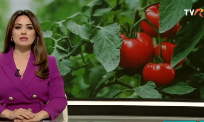 Piețele românești, mai pline de roșii! Inspectorii le verifică dacă conțin pesticide peste limita legală