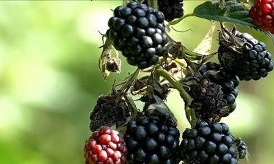 Suprafeţele cultivate cu zmeură, afine sau mure sunt în CREȘTERE. Micii producători de fructe de pădure au reușit să intre în marile lanțuri de retail