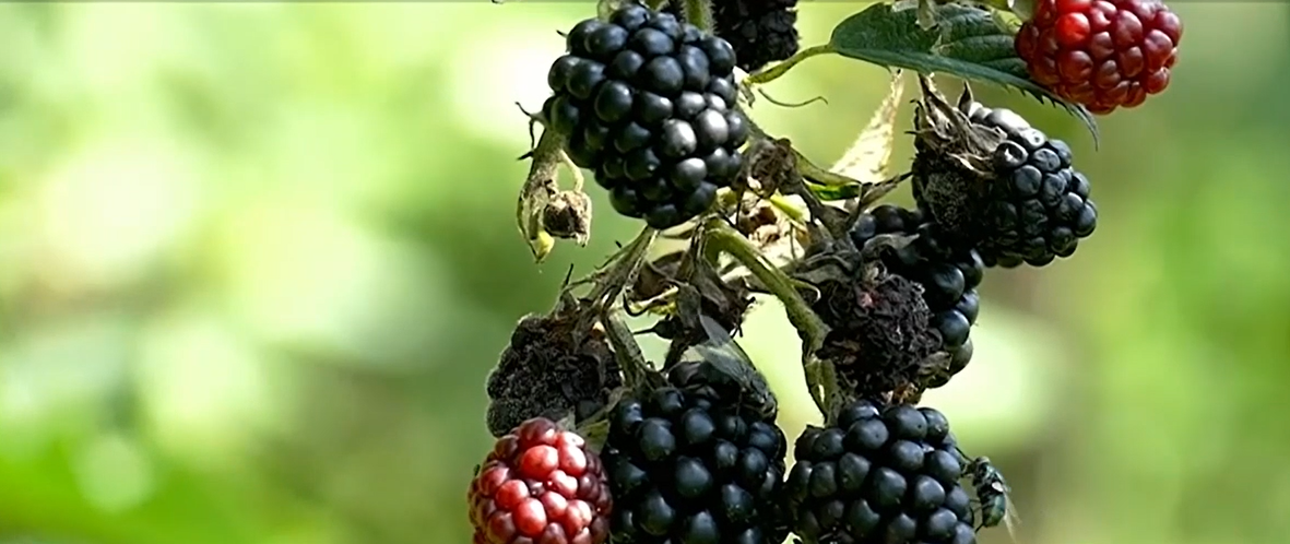 Suprafeţele cultivate cu zmeură, afine sau mure sunt în CREȘTERE. Micii producători de fructe de pădure au reușit să intre în marile lanțuri de retail