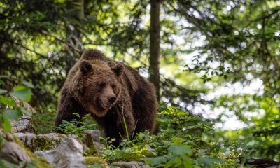 Țara europeană care a aprobat vânzarea de carne de urs. Măsura a provocat revoltă în rândul iubitorilor de animale