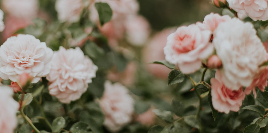 Cum să alegi florile potrivite pentru un gest cu adevărat memorabil Cum să alegi florile potrivite pentru un gest cu adevărat memorabil