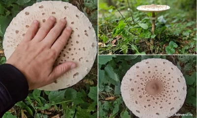 Adevăratele comori ale naturii din Munții Carpați: plante aromatice, fructe de pădure și ciuperci căutate vara