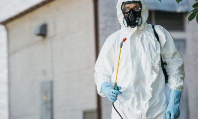 Ce întrebări să pui înainte de orice dezinsecție profesională