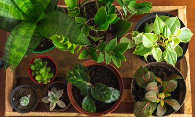 Planta care atrage abundența și norocul în viața ta, în luna iulie, potrivit experților Feng Shui. Se spune că ar putea fi un „talisman” al casei