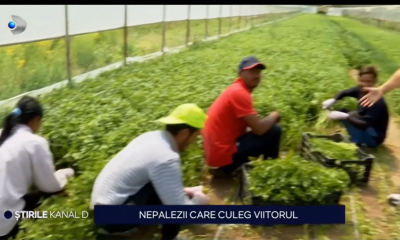 Producătorii locali nu mai găsesc muncitori pe teritoriul țării noastre și apelează la forța de muncă din Nepal