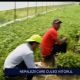 Producătorii locali nu mai găsesc muncitori pe teritoriul țării noastre și apelează la forța de muncă din Nepal