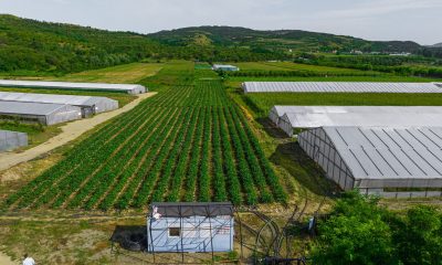 România a pierdut dreptul asupra unor specii din patrimoniul genetic vegetal. Roșiile „inimă de bou” şi pepenii de Lovrin au ajuns soiuri înstrăinate