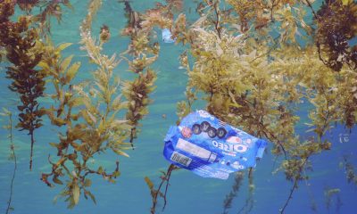 Sfârșitul poluării oceanelor cu plastic? Cercetătorii japonezi au inventat un plastic care se dizolvă în apa de mare