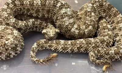 Un bărbat care transporta patruzeci de vipere, arestat pe aeroport. Șerpii veninoși, ascunși în bagajul de cală