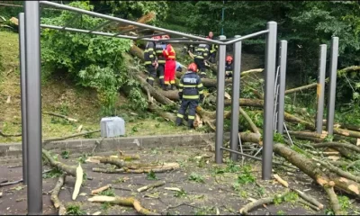 Un tânăr de 27 de ani a murit după ce un copac a căzut peste el, în Braşov, pe „Aleea de sub Tâmpa”