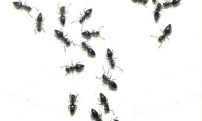De ce pot fi furnicile o problemă pentru plantele tale din grădină
