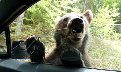 Câți urși sunt în România și ce nu e bine să faci când te întâlnești cu animalul: „Este o mașinărie infernală de ucis atunci când se simte amenințat”