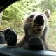 Câți urși sunt în România și ce nu e bine să faci când te întâlnești cu animalul: „Este o mașinărie infernală de ucis atunci când se simte amenințat”