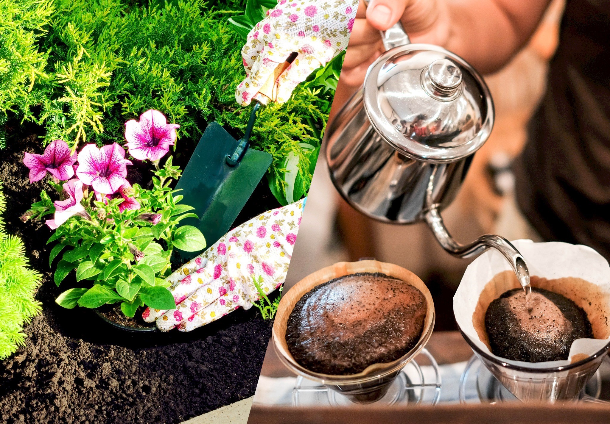 De ce să folosești zațul de cafea pe post de îngrășământ în grădină. Ce se întâmplă cu plantele, după ce adaugi ingredientul în sol