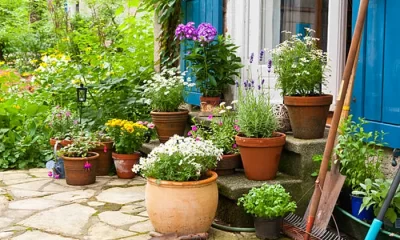 Plantele care ne pot transforma grădina în paradis. Ce flori recomandă specialiști să plantăm în luna august