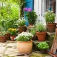 Plantele care ne pot transforma grădina în paradis. Ce flori recomandă specialiști să plantăm în luna august