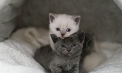 Semnele unui animal de companie sănătos și fericit