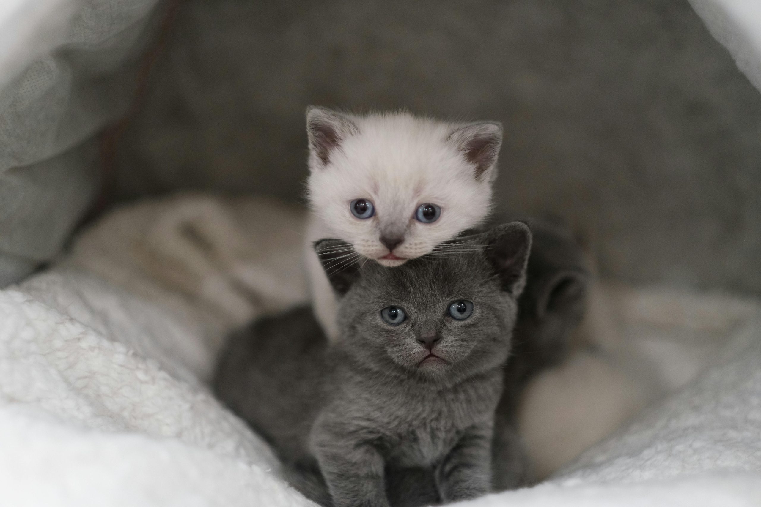 Semnele unui animal de companie sănătos și fericit Semnele unui animal de companie sănătos și fericit