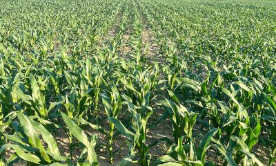 Advanta Seeds achiziționează active-cheie din domeniul porumbului de la K-Adriatica pentru a-și consolida portofoliul european