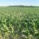 Advanta Seeds achiziționează active-cheie din domeniul porumbului de la K-Adriatica pentru a-și consolida portofoliul european
