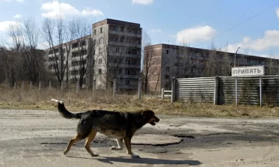 Câinii din Cernobîl evoluează într-un ritm record. Cum acționează radiațiile asupra ADN-ului lor