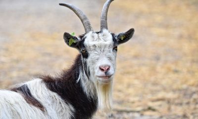 Focar de antrax, descoperit într-o fermă de capre şi oi din Vrancea. Proprietarul animalelor este internat în spital, cu aceeași boală
